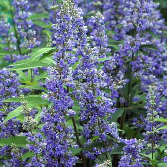 Vitex agnus-castus latifolia