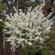Prunus fruticosa 'Hetzendorf': Bild 1/8