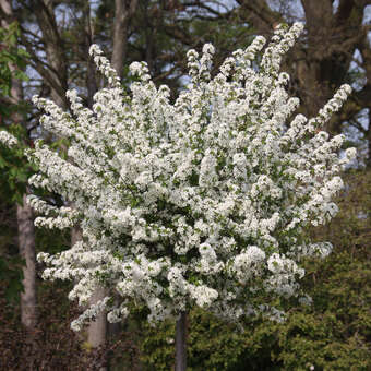 Prunus fruticosa 'Hetzendorf'