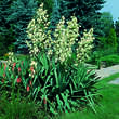 Yucca filamentosa: Bild 1/3