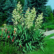 Yucca filamentosa: Bild 1/3
