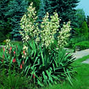 Yucca filamentosa - Palmlilie