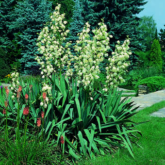 perennial snake plant Snake Plant for Sale