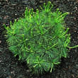 Pinus strobus 'Radiata': Bild 1/3