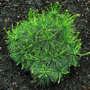 Pinus strobus 'Radiata' - Zwerg-Seidenföhre