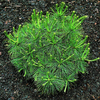 Pinus strobus 'Radiata'