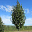 Carpinus betulus 'Albert Beekman': Bild 3/4