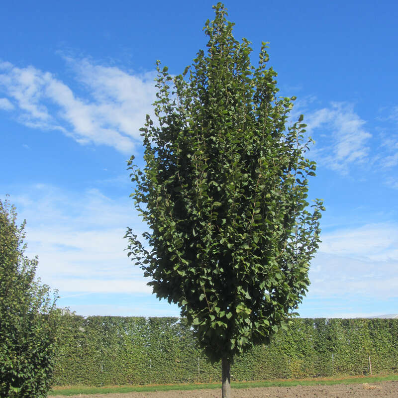SäulenHainbuche Carpinus betulus 'Albert Beekman'