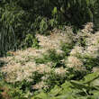 Aruncus dioicus: Bild 3/5
