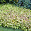 Epimedium perralchic. 'Frohnleiten': Bild 7/7