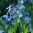 Amsonia tabernaemontana: Bild 1/4