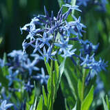 Amsonia tabernaemontana - Blausternbusch, Amsonie