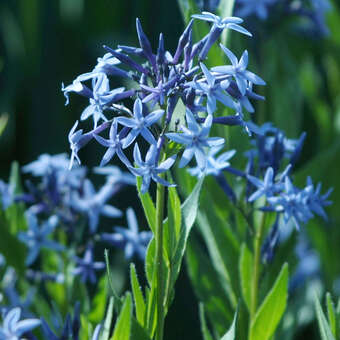 Amsonia tabernaemontana