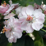 Malus ioensis 'Plena' - Gefülltblühender Zierapfel