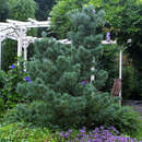 Pinus parviflora 'Negishi' - Mädchenkiefer