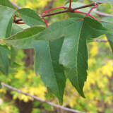 Acer buergerianum - Dreizahn-Ahorn