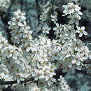 Prunus domestica insititia - Wildes Kriecherl
