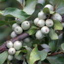 Elaeagnus commutata - Silber-Ölweide