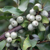 Elaeagnus commutata - Silber-Ölweide