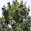 Pinus cembra: Bild 3/5