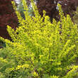 Physocarpus opulifol. 'Dart's Gold': Bild 5/5