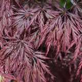 Acer palmatum 'Inaba-shidare' H100+ - Japanischer Schlitzahorn