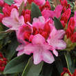 Rhododendron Yakusimanum Hybr. - rosa: Bild 3/4