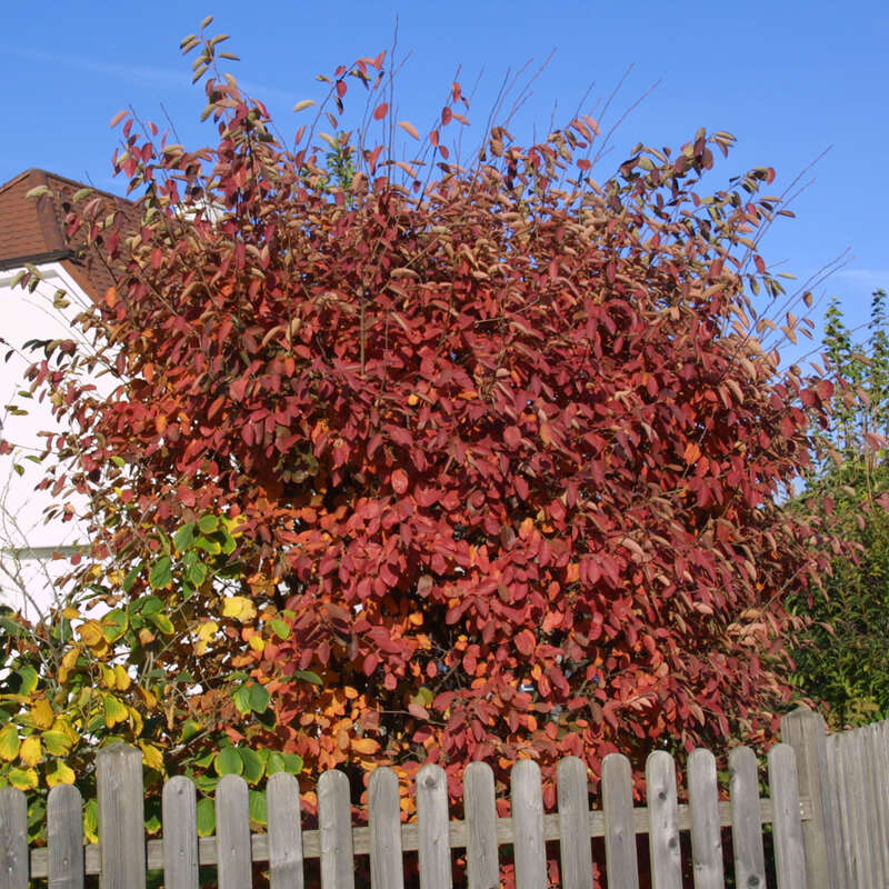 KupferFelsenbirne Amelanchier lamarckii weiß