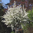 Prunus fruticosa 'Hetzendorf': Bild 5/8