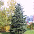 Picea pungens: Bild 1/2