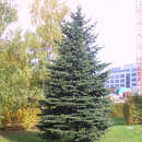 Picea pungens - Stechfichte