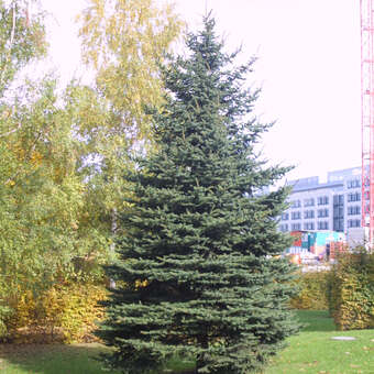 Picea pungens