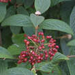 Viburnum rhytidophylloides 'Willowwood': Bild 3/5