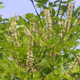 Maackia amurensis - Amur-Gelbholzbaum