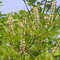 Amur-Gelbholzbaum