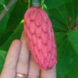 Magnolia macrophylla: Bild 3/6