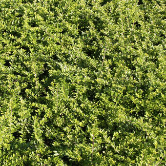 jelly bean plants Jelly Bean Plant main image 1