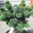 Picea sitchensis 'Silberzwerg': Bild 2/4