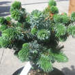 Picea sitchensis 'Silberzwerg': Bild 4/4