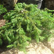 Juniperus communis 'Corielagan': Bild 1/1