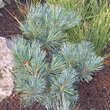 Pinus pumila 'Jeddeloh': Bild 1/2