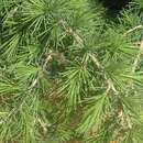 Cedrus libani 'Sargentii' - Kriech-Libanonzeder