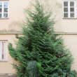 Thuja plicata 'Atrovirens': Bild 1/6