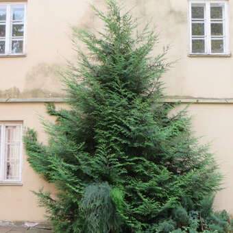 Thuja plicata 'Atrovirens'