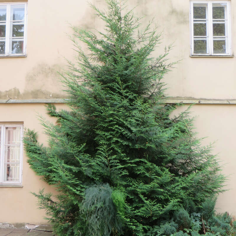 orangenbaum zimmerpflanze Orange 