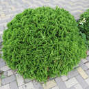Thuja occidentalis 'Danica' - Zwerg-Kugelthuje