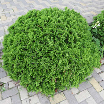 Thuja occidentalis 'Danica'