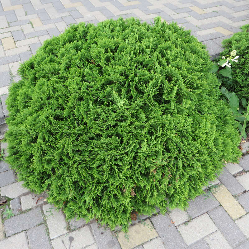 Zwerg-Kugelthuje - Thuja occidentalis 'Danica' - grn
