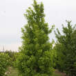 Ginkgo biloba 'Tit': Bild 1/5