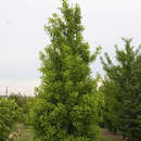 Ginkgo biloba 'Tit' - Strauch-Ginkgo